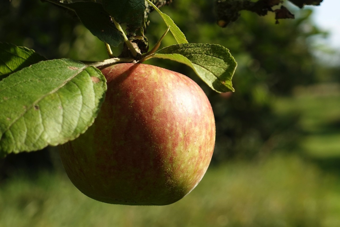 Ernten,Streuobstwiese,Warendorf,Kreis Warendorf,Verwerten,Apfel,