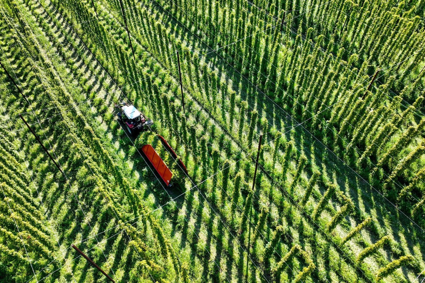 Das sich verändernde Klima stellt die Landwirte auch beim Anbau von Hopfen vor Herausforderungen.