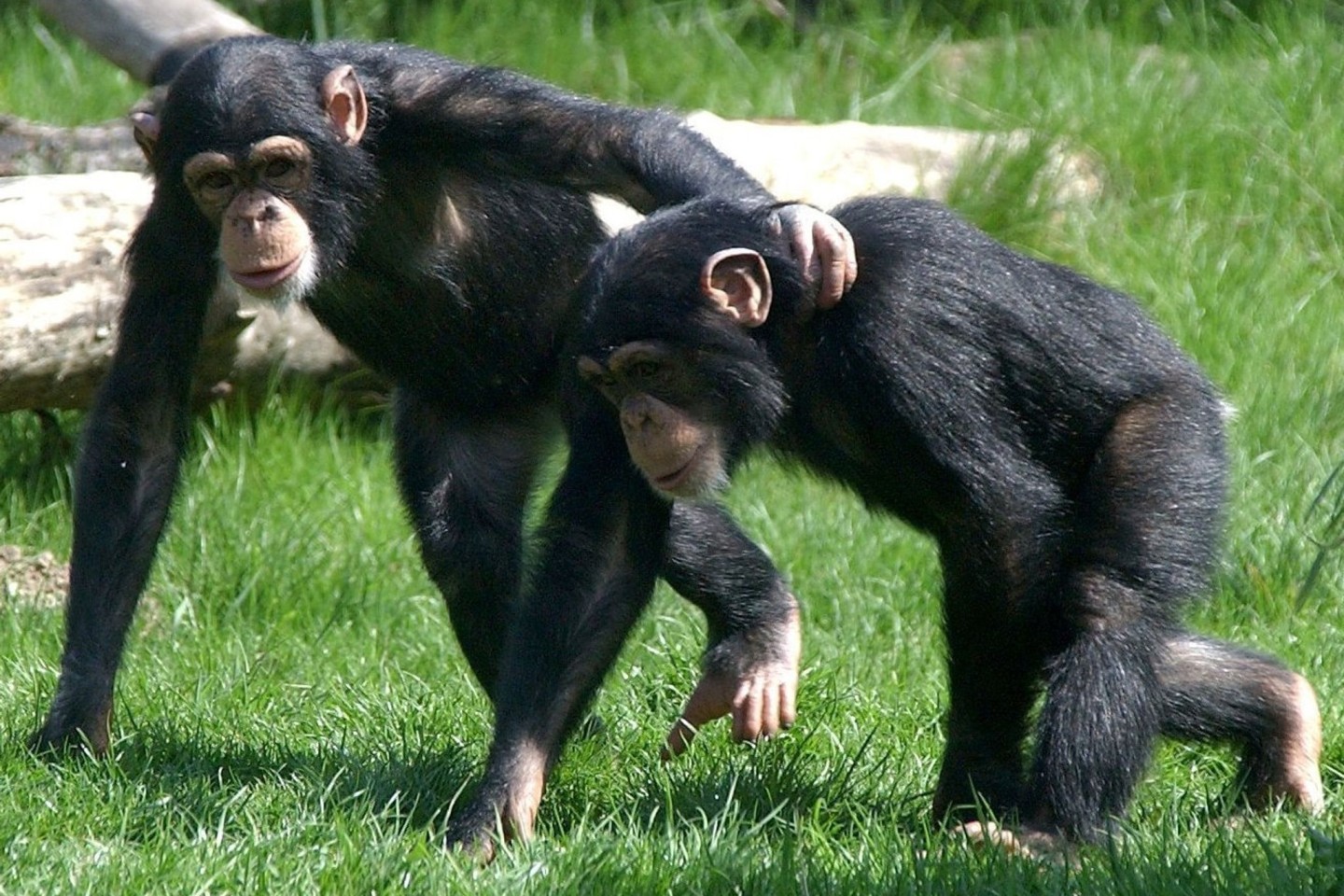 Auch Tiere können untereinander Freundschaften schließen. Dabei spielt - ähnlich wie bei Menschen-Freundschaften - der Charakter eine Rolle.