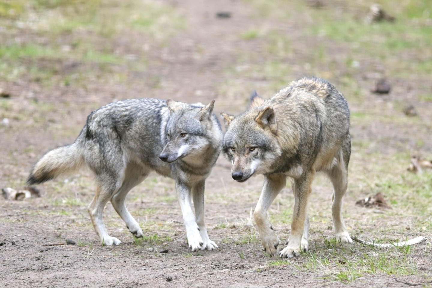 Ein Wolf hat in einem Naturgebiet den angeleinten Hund eines Spaziergängers mitgerissen und verschleppt (Archivbild).