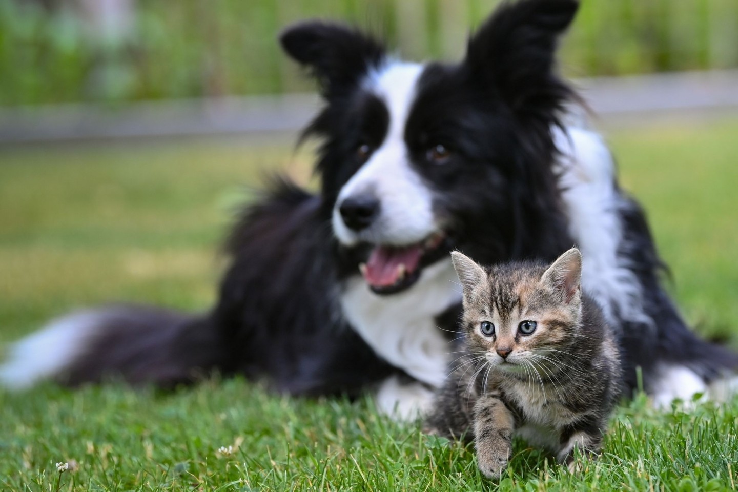 Extreme Züchtungen von Hunden und Katzen sollen in der EU gestoppt werden.