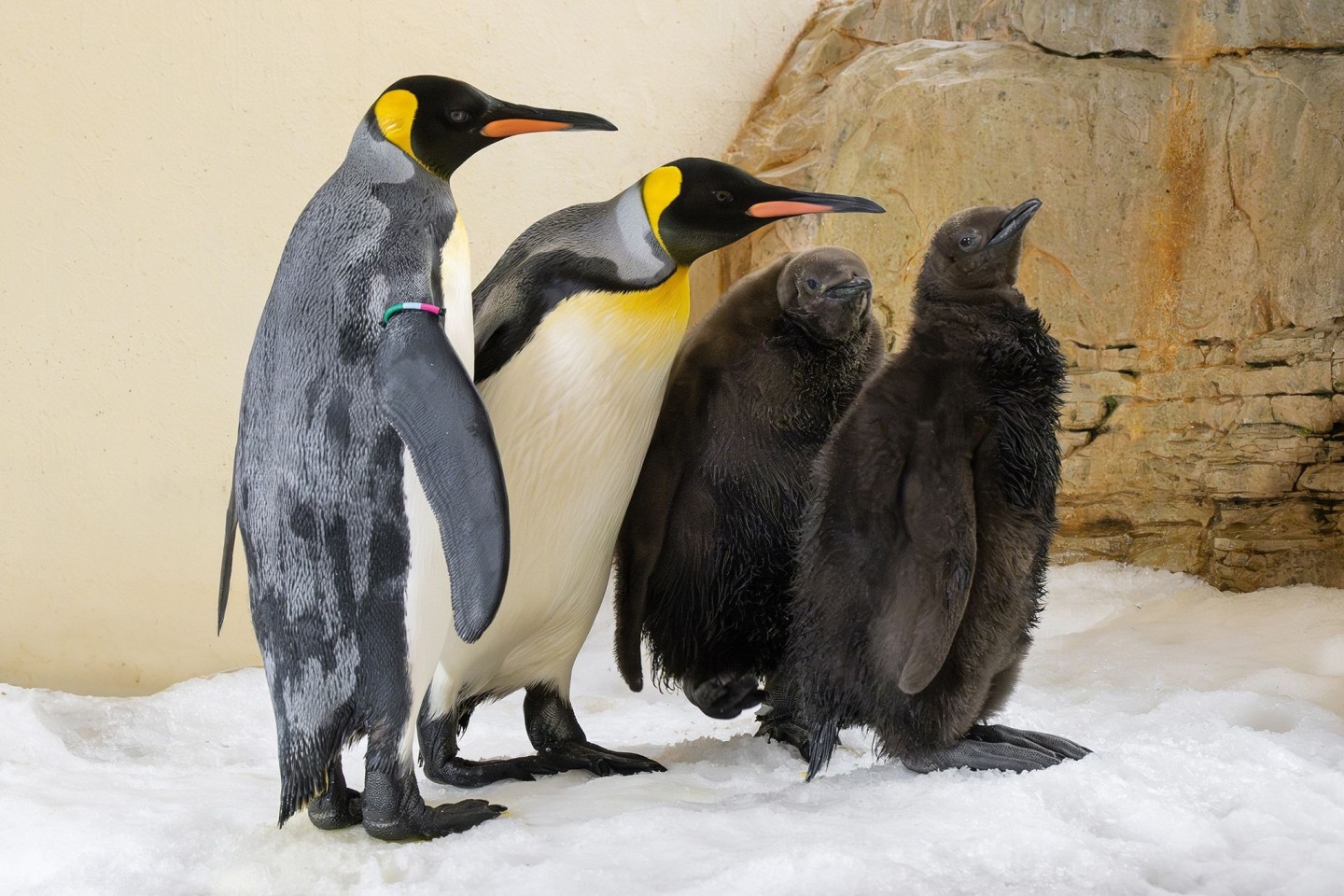 Zum ersten Mal seit Beginn der Königspinguin-Haltung 1976 gibt es im Tiergarten Schönbrunn gleich zwei Küken.