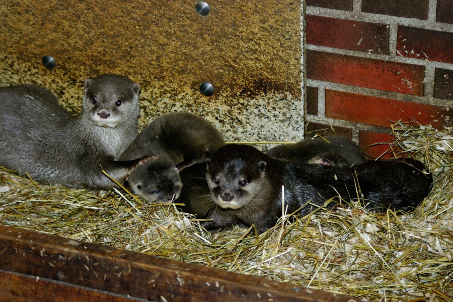 Das Zwergotter-Paar Jacky und Emil mit seinem Nachwuchs im Tierpark Neumünster.